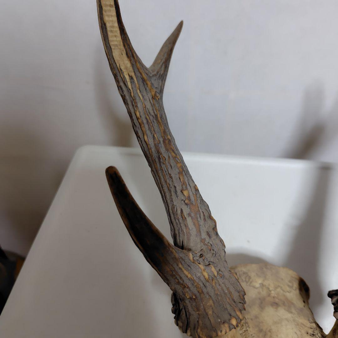鹿の角、本物です。ディスプレイにお勧めです。