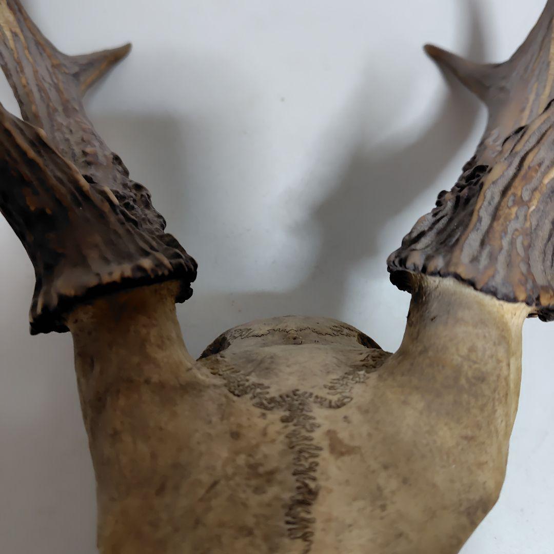 鹿の角、本物です。ディスプレイにお勧めです。