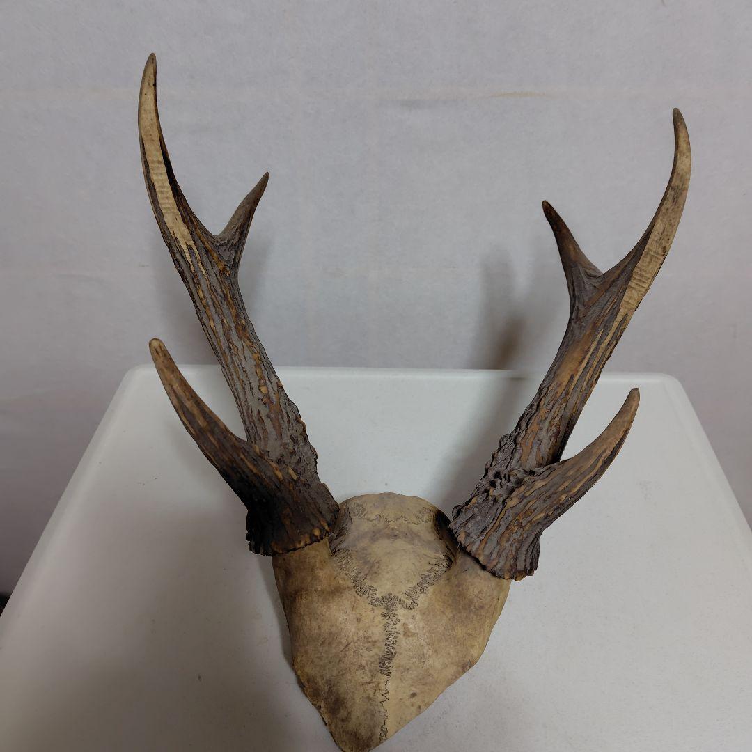 鹿の角、本物です。ディスプレイにお勧めです。