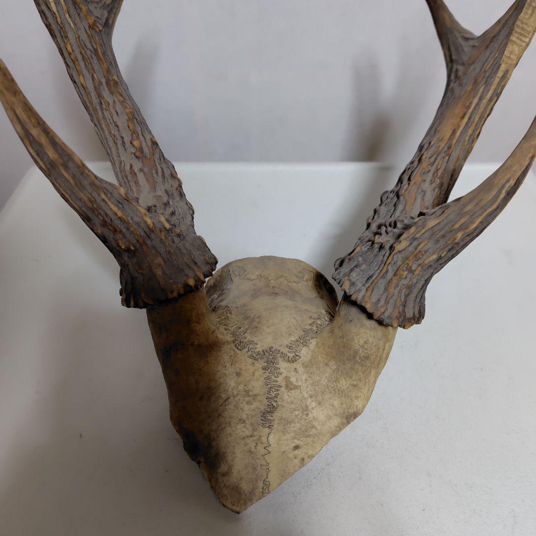 鹿の角、本物です。ディスプレイにお勧めです。