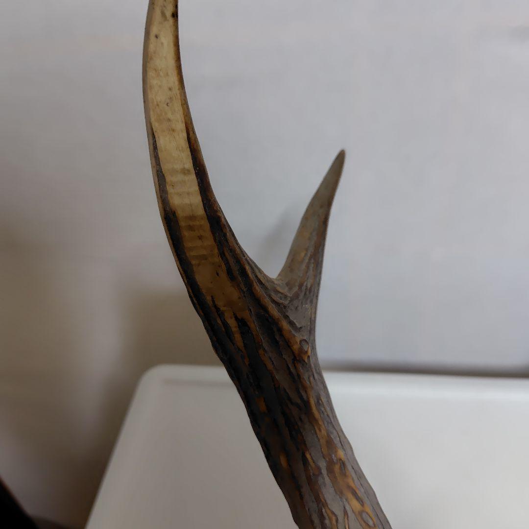 鹿の角、本物です。ディスプレイにお勧めです。