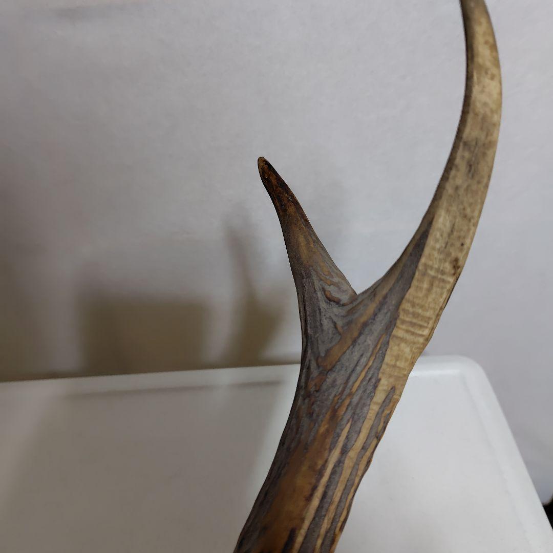 鹿の角、本物です。ディスプレイにお勧めです。