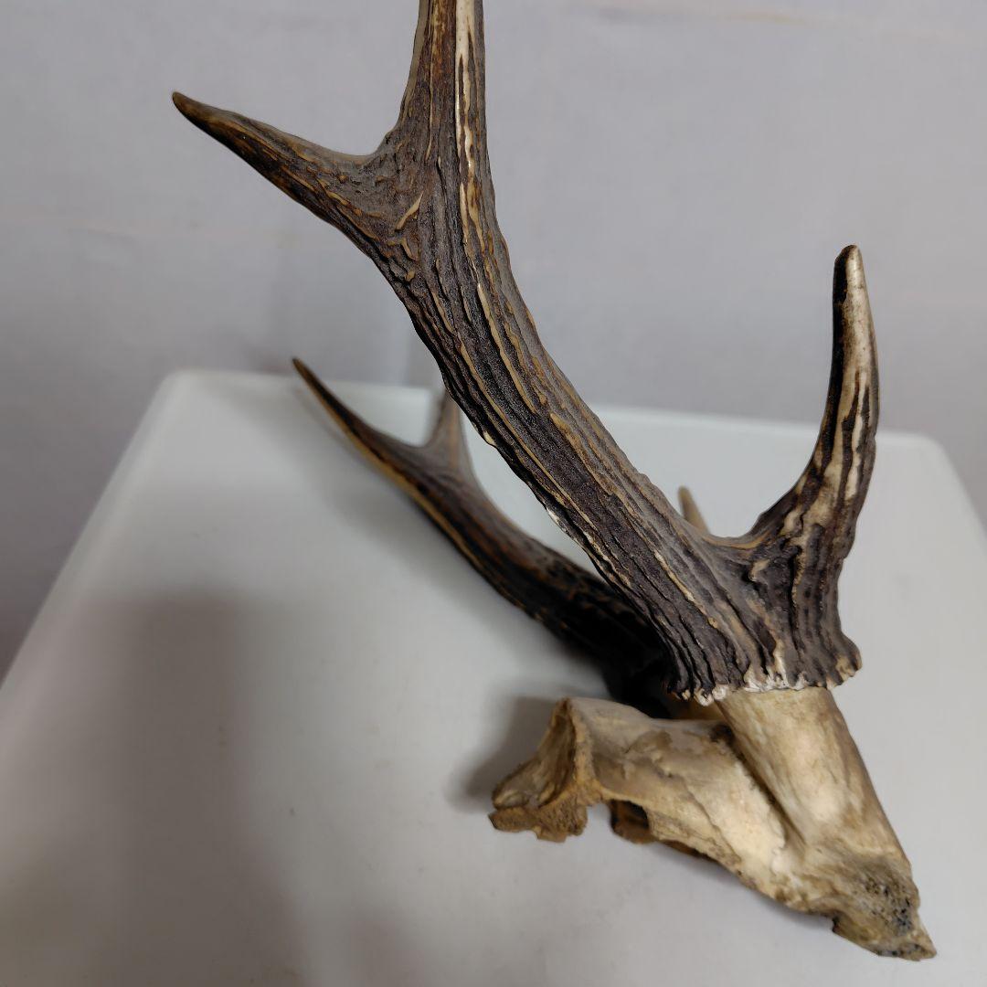 鹿の角、本物です。ディスプレイにお勧めです。