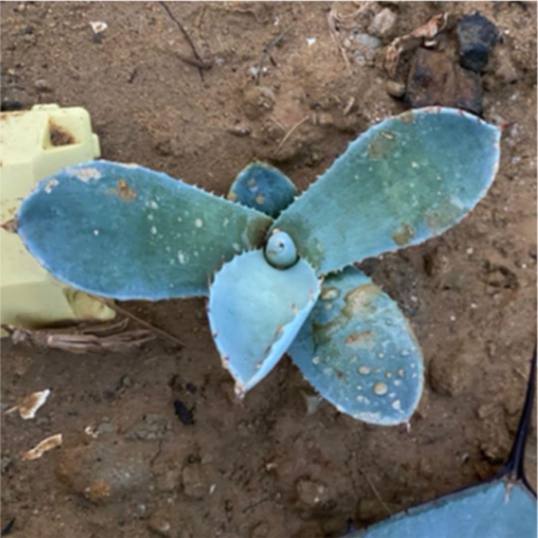 アガベ　パリートランカータ“ハンチントン”優良カキコ　抜き苗発送送料込み