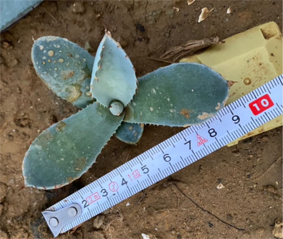 アガベ　パリートランカータ“ハンチントン”優良カキコ　抜き苗発送送料込み