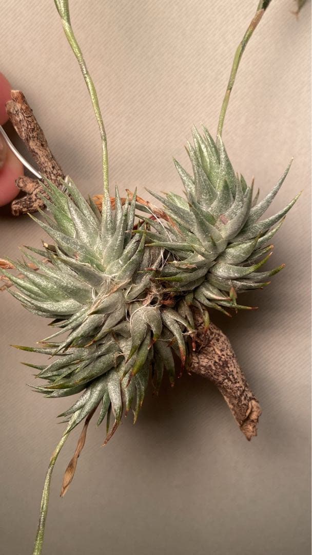 Tillandsia loliacea Compact Good Clone - メルカリ
