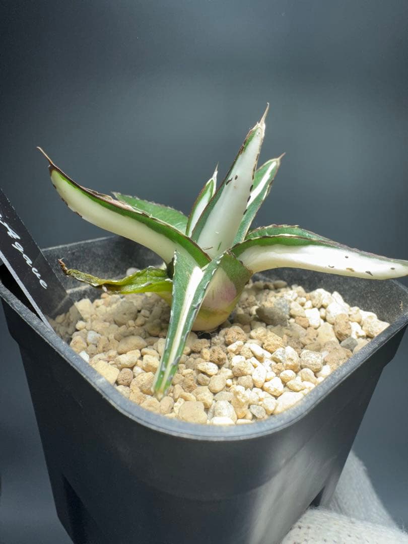 し*ば様 アガベ チタノタ“氷山” 白中斑錦 純粋 静か 極美株 - メルカリ