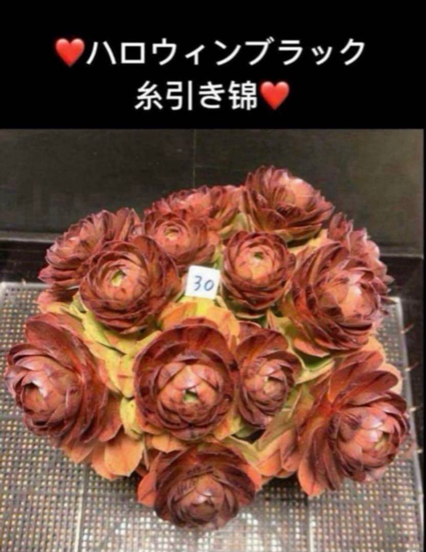 36#植物アエオニウム❤️ハロウィンブラック糸引き锦❤️1大頭3小頭14cm