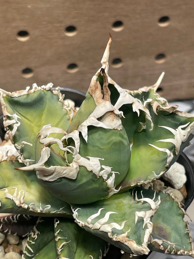 T*K様 アガベ　チタノタ　白幽霊　鉢のままメルカリ便発送