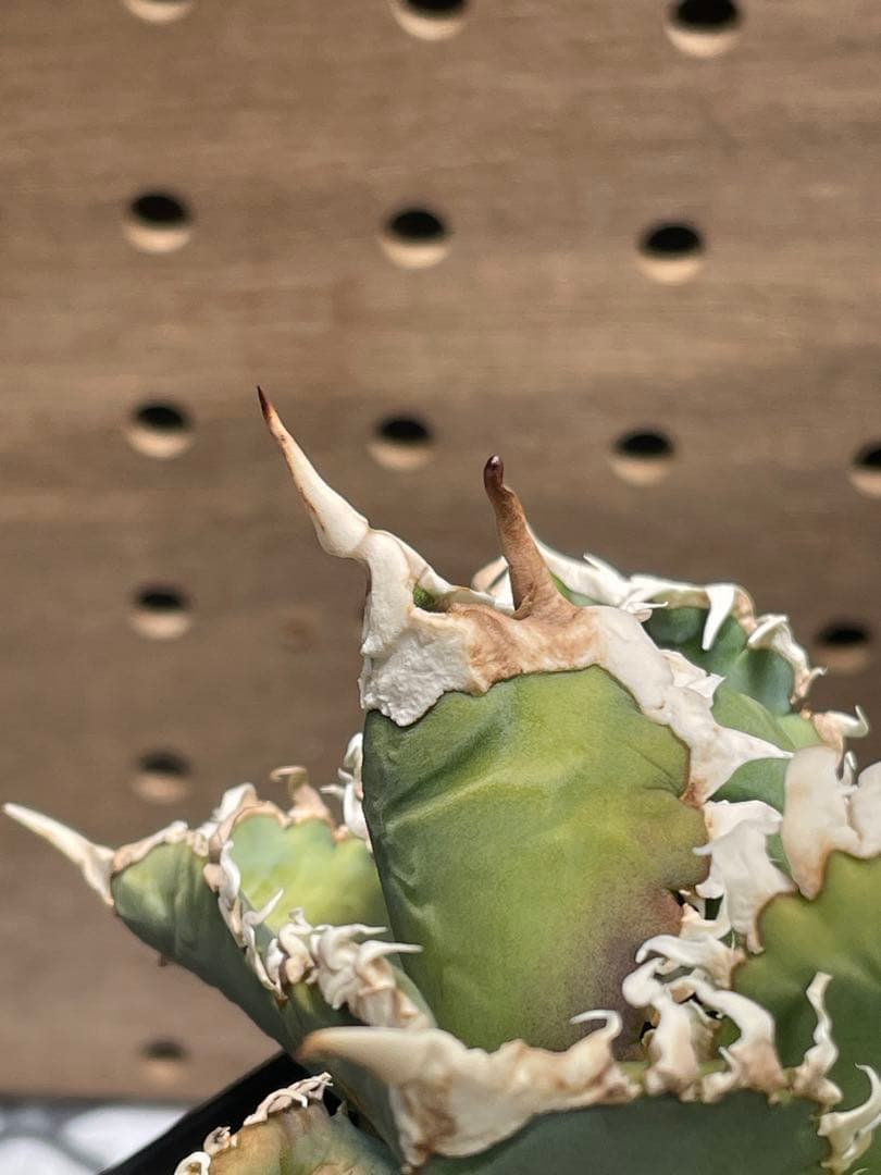 T*K様 アガベ　チタノタ　白幽霊　鉢のままメルカリ便発送