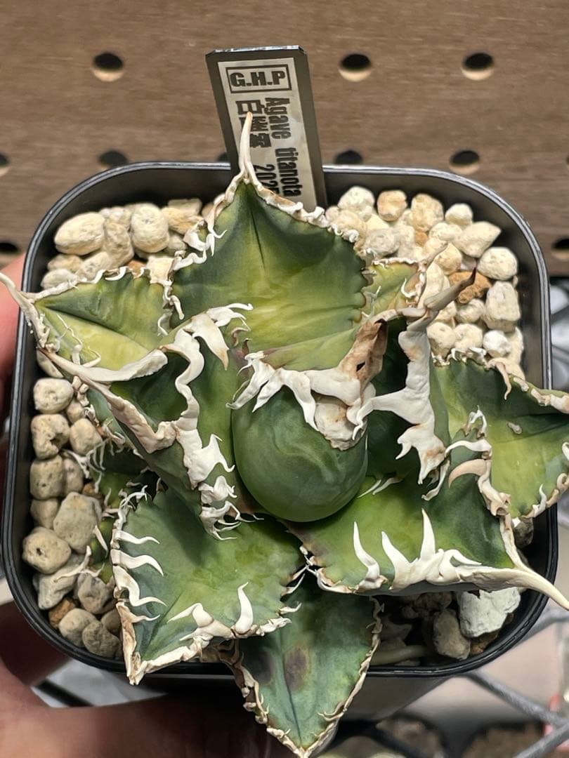 T*K様 アガベ　チタノタ　白幽霊　鉢のままメルカリ便発送