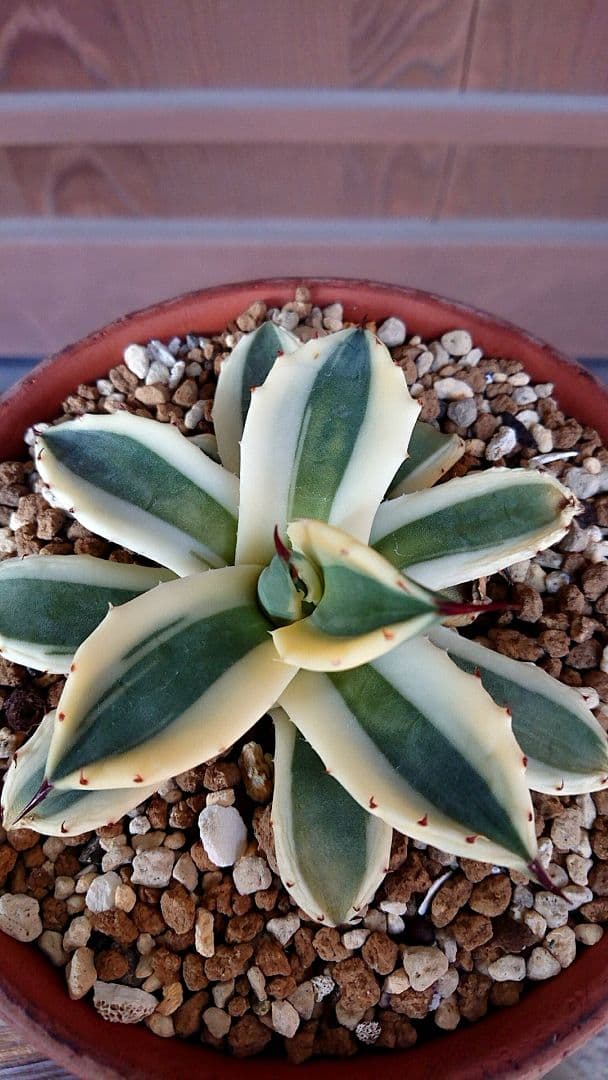 フラワー・ガーデニング Agave applanata 'Butter Cream' 68