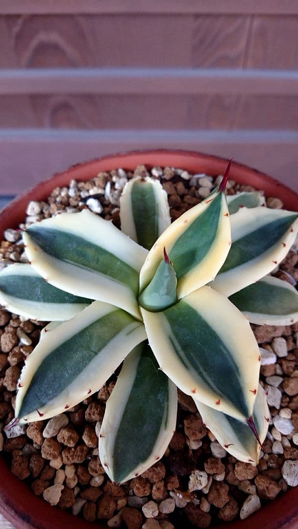 フラワー・ガーデニング Agave applanata 'Butter Cream' 68