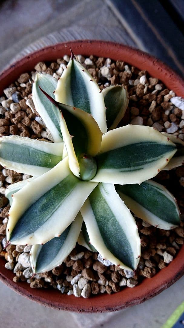 フラワー・ガーデニング Agave applanata 'Butter Cream' 68