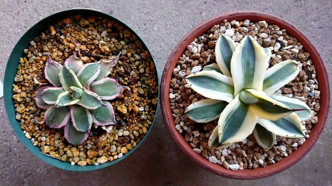 フラワー・ガーデニング Agave applanata 'Butter Cream' 68