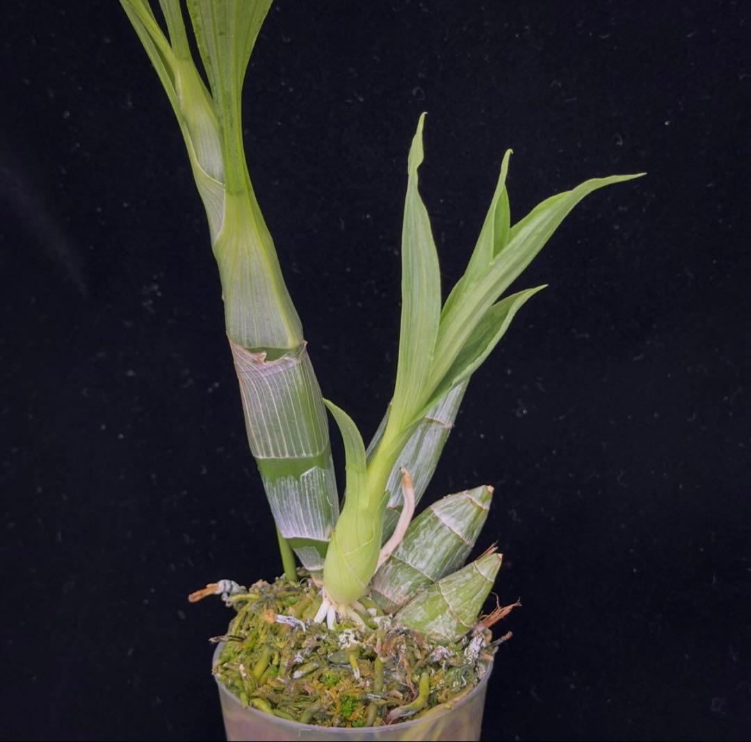 SVO 実生 タケノコ蘭 カタセタム Clowesetum - メルカリ