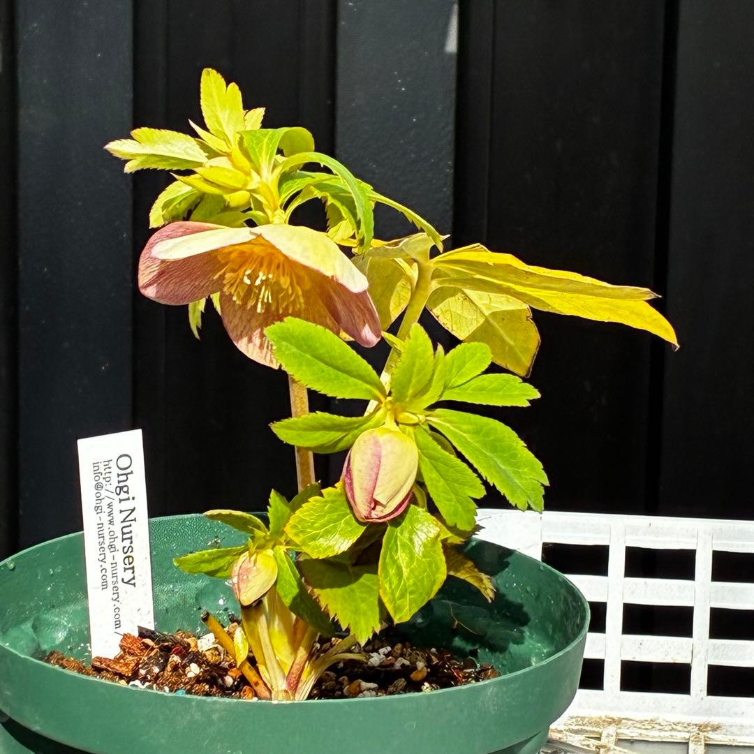 558☘️ラスト2☘️蕾花タグ付☘️極上☘️唯一無二☘️⭐️SD⭐️蜃気楼⭐️ファンタジーカラー