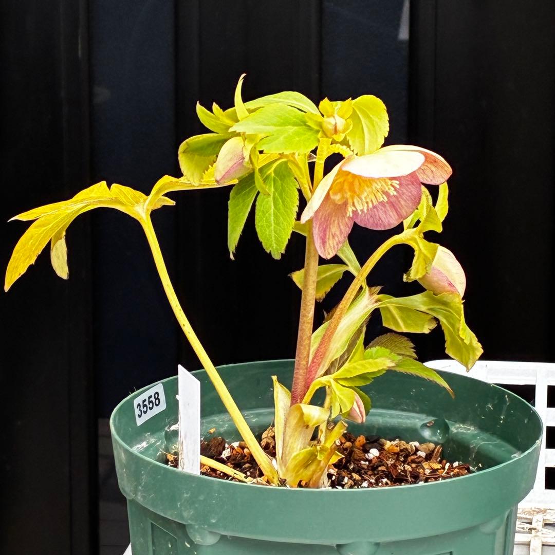 558☘️ラスト2☘️蕾花タグ付☘️極上☘️唯一無二☘️⭐️SD⭐️蜃気楼⭐️ファンタジーカラー