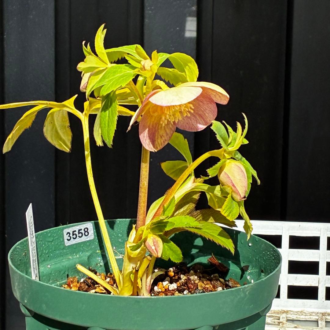 558☘️ラスト2☘️蕾花タグ付☘️極上☘️唯一無二☘️⭐️SD⭐️蜃気楼⭐️ファンタジーカラー