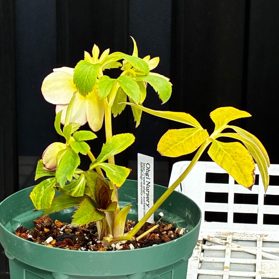 558☘️ラスト2☘️蕾花タグ付☘️極上☘️唯一無二☘️⭐️SD⭐️蜃気楼⭐️ファンタジーカラー