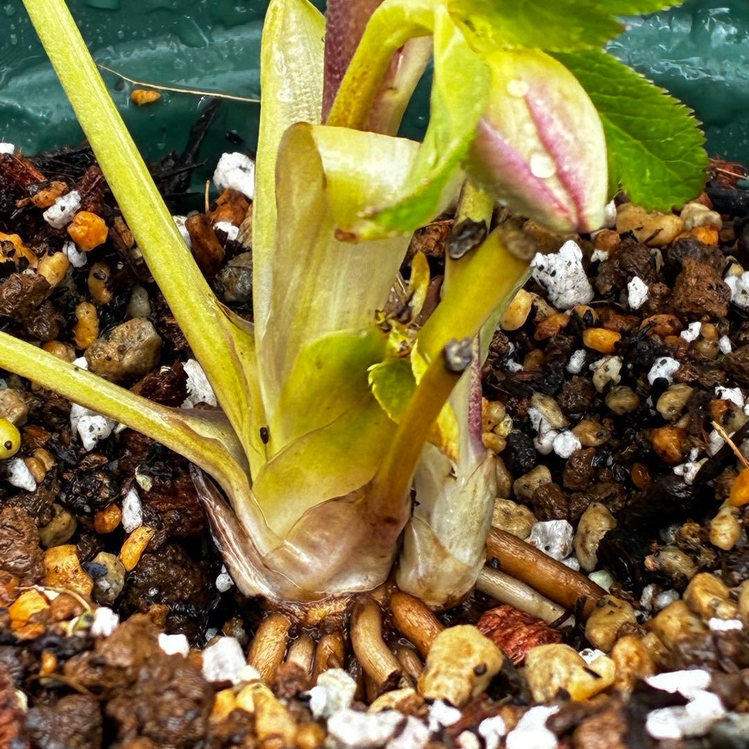 558☘️ラスト2☘️蕾花タグ付☘️極上☘️唯一無二☘️⭐️SD⭐️蜃気楼⭐️ファンタジーカラー