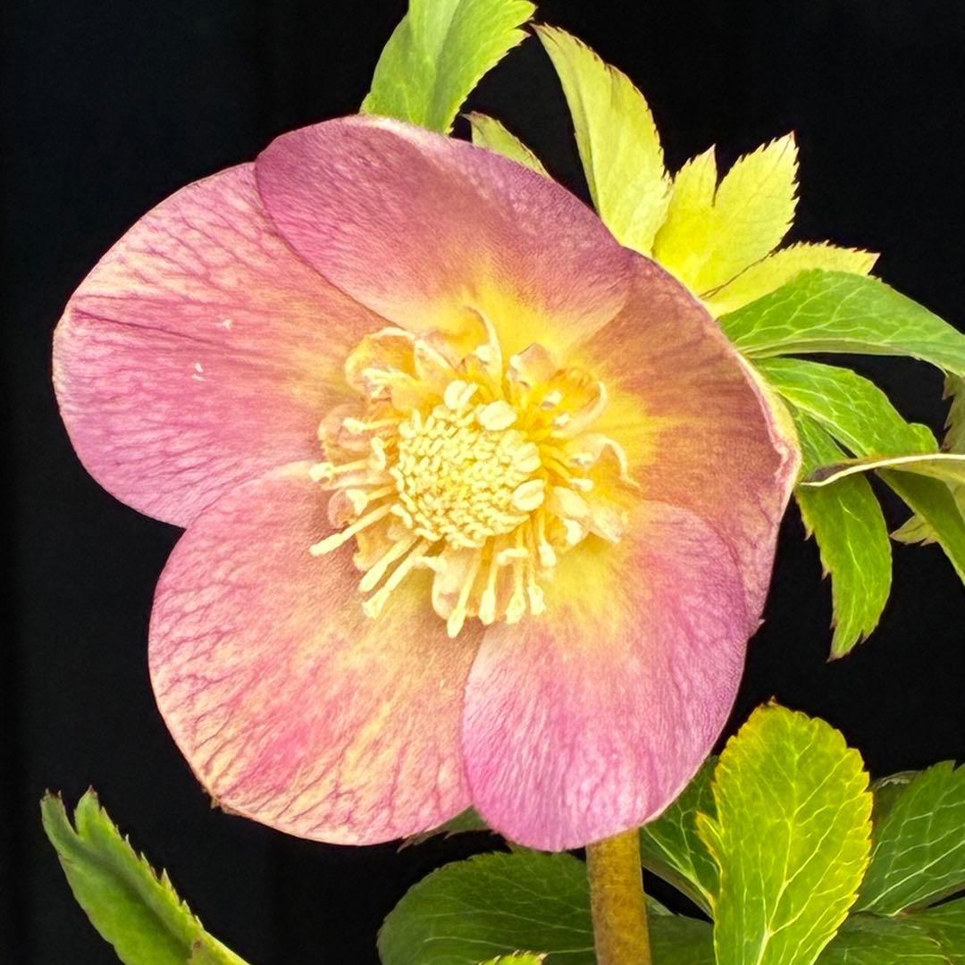 558☘️ラスト2☘️蕾花タグ付☘️極上☘️唯一無二☘️⭐️SD⭐️蜃気楼⭐️ファンタジーカラー