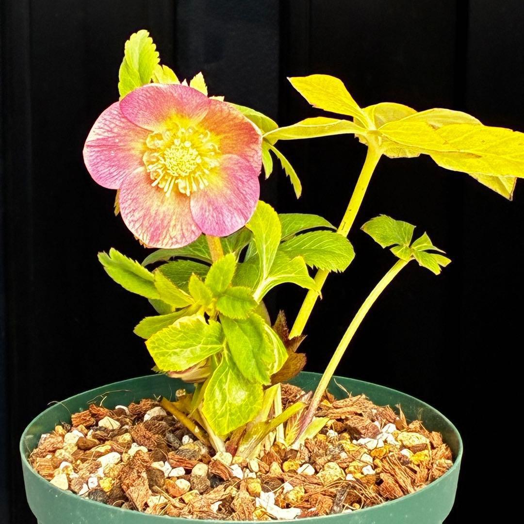 558☘️ラスト2☘️蕾花タグ付☘️極上☘️唯一無二☘️⭐️SD⭐️蜃気楼⭐️ファンタジーカラー