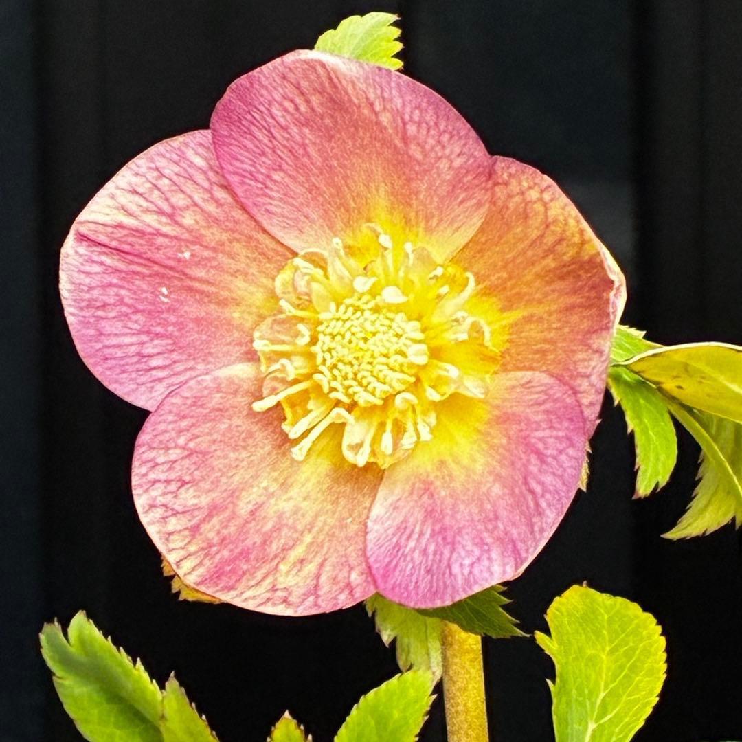 558☘️ラスト2☘️蕾花タグ付☘️極上☘️唯一無二☘️⭐️SD⭐️蜃気楼⭐️ファンタジーカラー