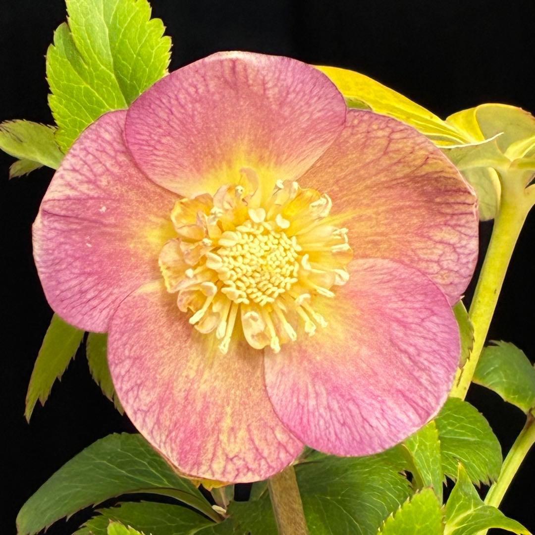 558☘️ラスト2☘️蕾花タグ付☘️極上☘️唯一無二☘️⭐️SD⭐️蜃気楼⭐️ファンタジーカラー