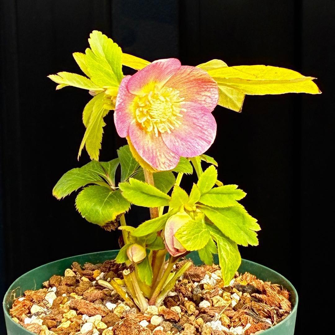 558☘️ラスト2☘️蕾花タグ付☘️極上☘️唯一無二☘️⭐️SD⭐️蜃気楼⭐️ファンタジーカラー