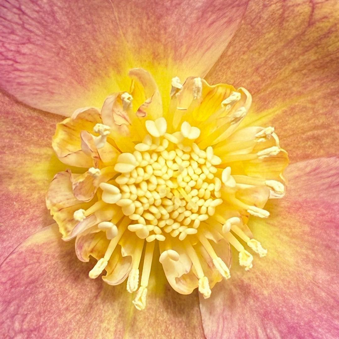 558☘️ラスト2☘️蕾花タグ付☘️極上☘️唯一無二☘️⭐️SD⭐️蜃気楼⭐️ファンタジーカラー