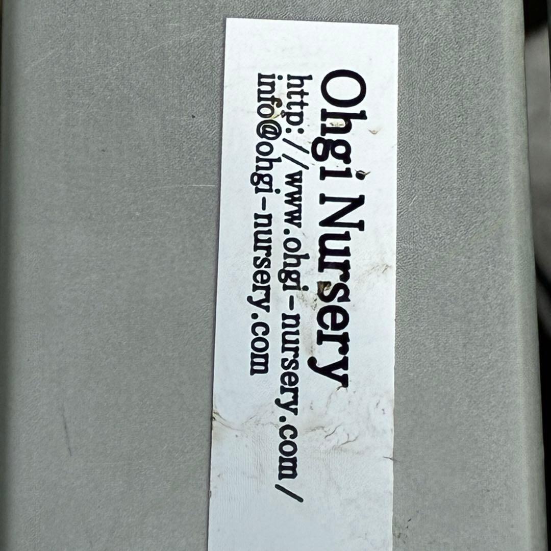 558☘️ラスト2☘️蕾花タグ付☘️極上☘️唯一無二☘️⭐️SD⭐️蜃気楼⭐️ファンタジーカラー