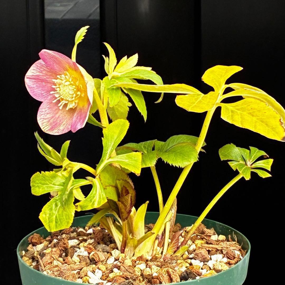 558☘️ラスト2☘️蕾花タグ付☘️極上☘️唯一無二☘️⭐️SD⭐️蜃気楼⭐️ファンタジーカラー