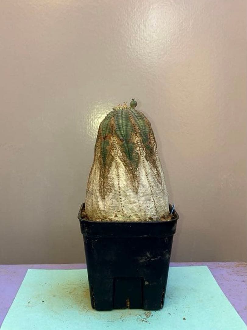 《3号B》ユーフォルビア　オールド　オベサ　雌株