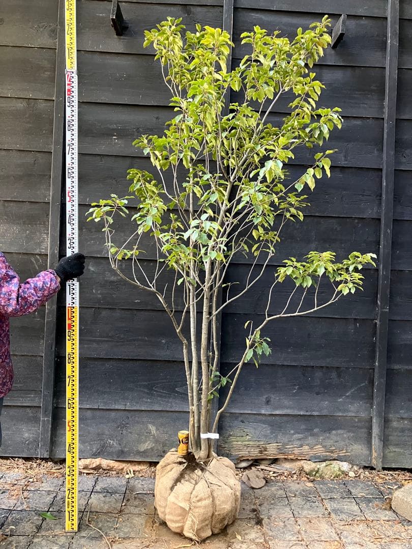 40 山採り ソヨゴ メス木