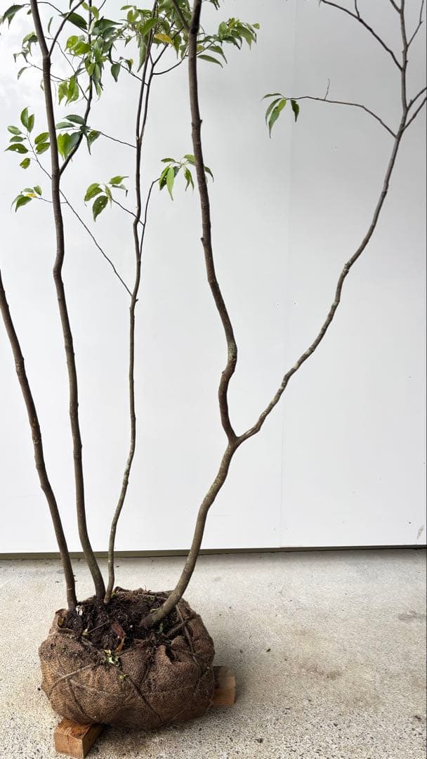 美しい樹形が魅力的 山採り ハイノキ 株立 632 樹高2.1m位