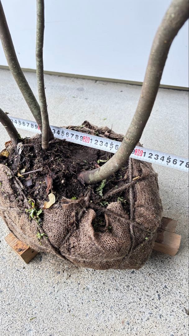 美しい樹形が魅力的 山採り ハイノキ 株立 632 樹高2.1m位