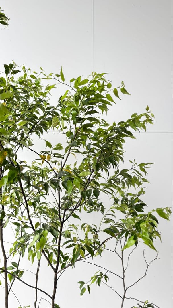 美しい樹形が魅力的 山採り ハイノキ 株立 632 樹高2.1m位