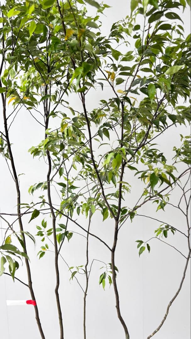 美しい樹形が魅力的 山採り ハイノキ 株立 632 樹高2.1m位