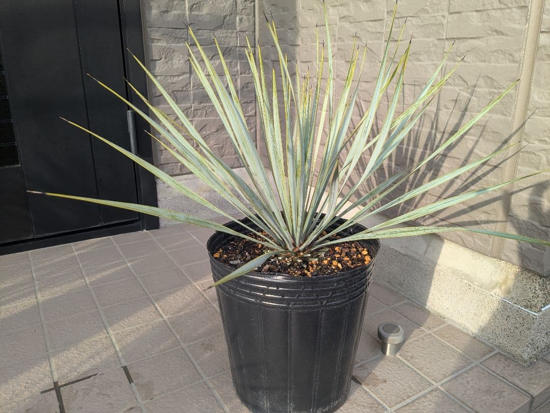 ユッカロストラータ 2023.5播種 国内実生2株セットNo.26