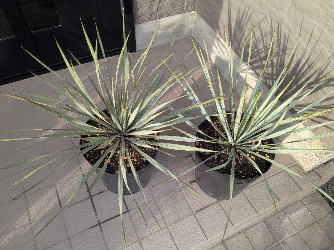 ユッカロストラータ 2023.5播種 国内実生2株セットNo.26