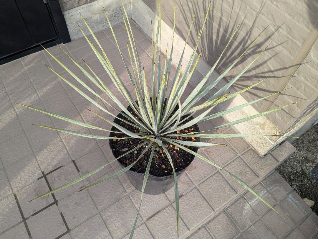 ユッカロストラータ 2023.5播種 国内実生2株セットNo.26