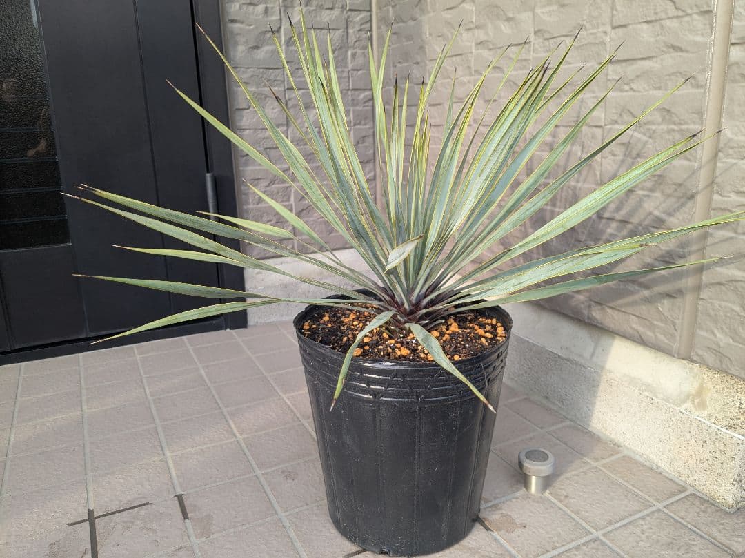 ユッカロストラータ 2023.5播種 国内実生2株セットNo.26