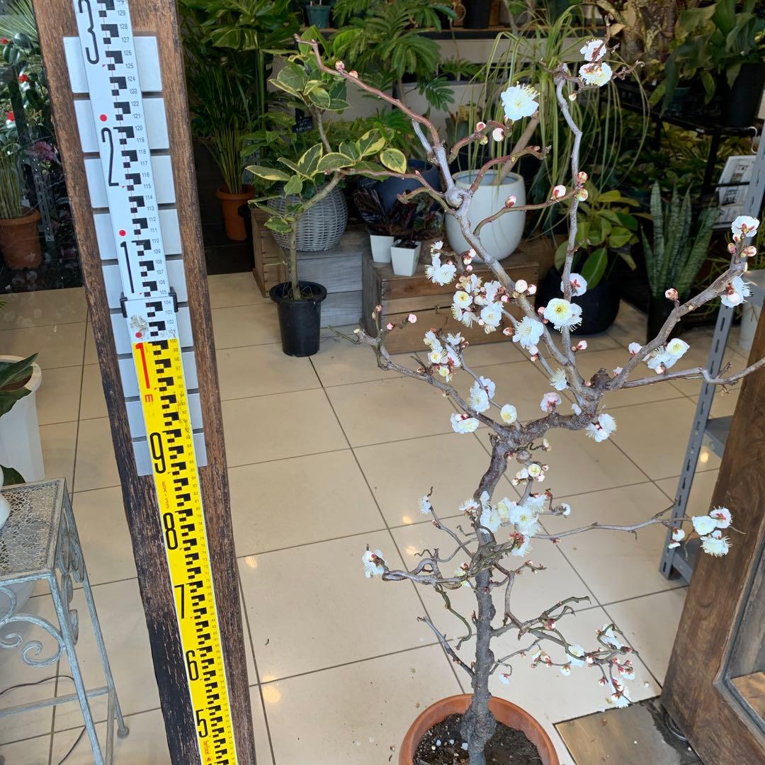 雲竜梅　ウンリュウバイ 8号 4