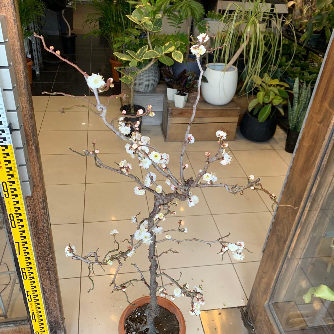 雲竜梅　ウンリュウバイ 8号 4