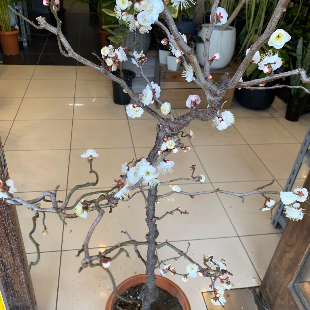 雲竜梅　ウンリュウバイ 8号 4