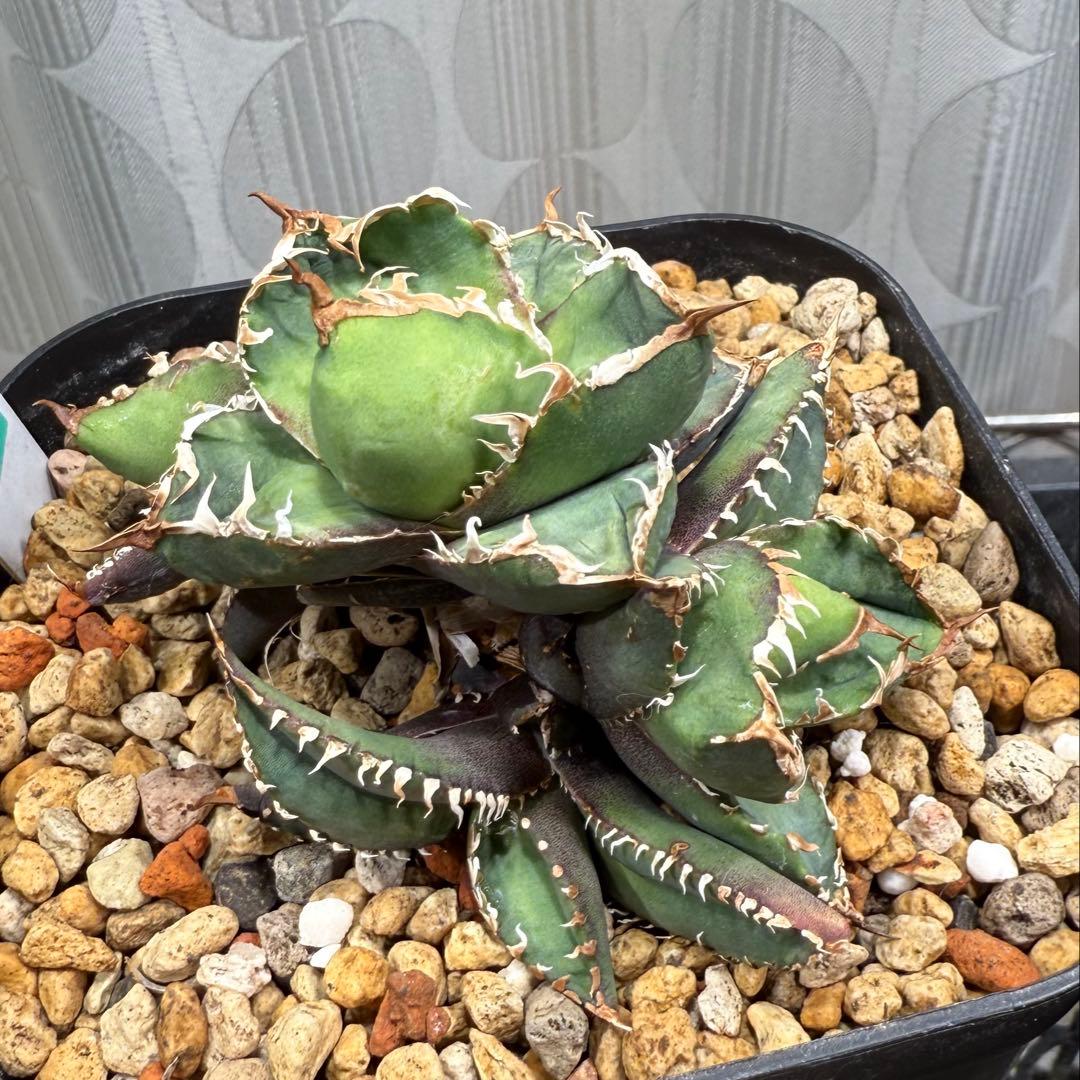 a*s様 アガベチタノタ包心龍 lize血統 子株 大白鯊 皇冠 清櫻 麻花龍