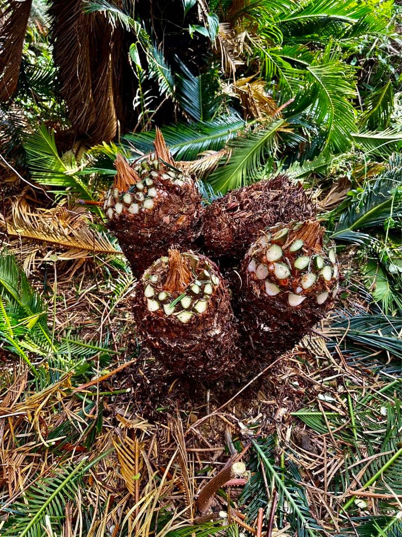 獅子ソテツ 獅子蘇鉄 ソテツ 蘇鉄 - メルカリ