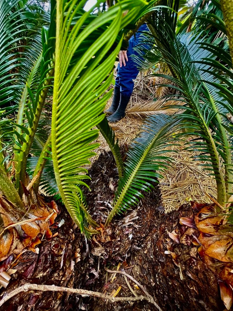 獅子ソテツ 獅子蘇鉄 ソテツ 蘇鉄 - メルカリ