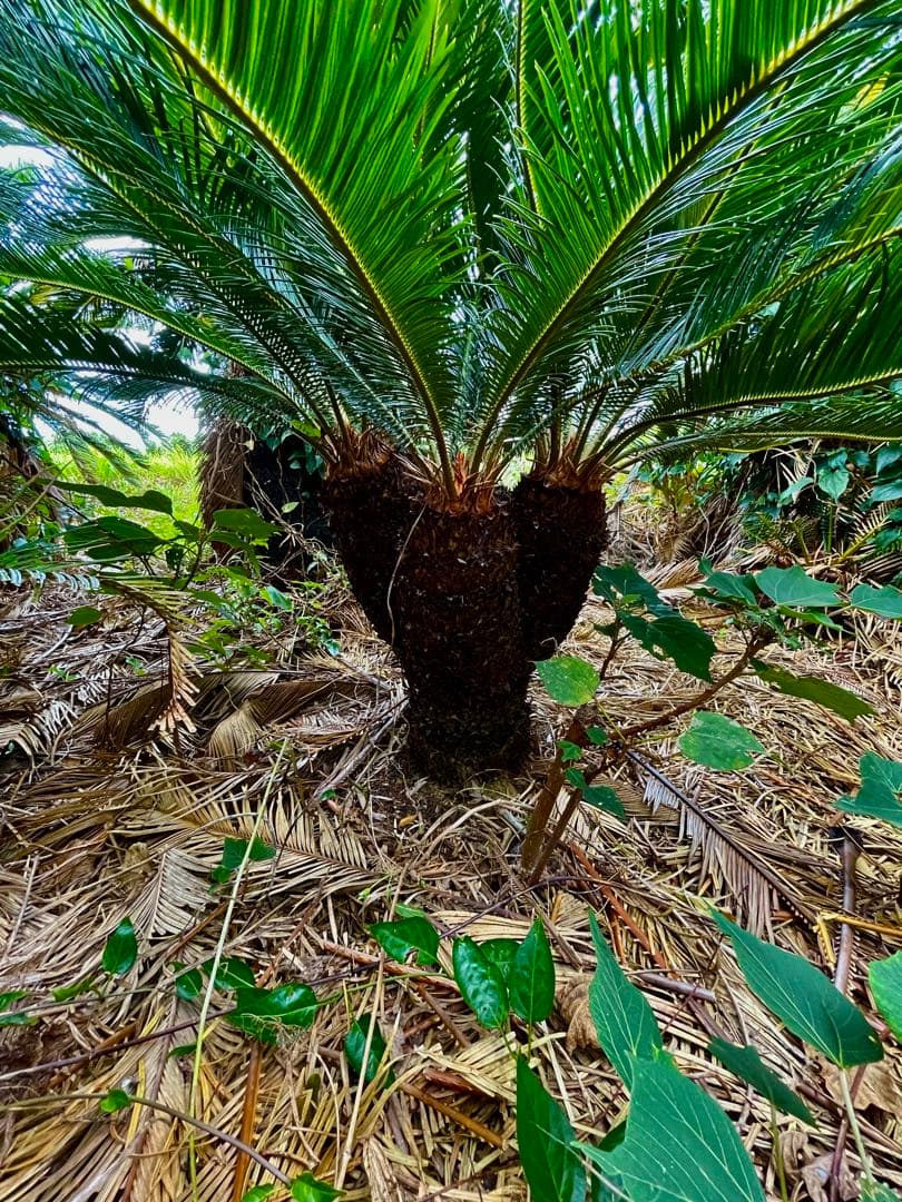 獅子ソテツ 獅子蘇鉄 ソテツ 蘇鉄 - メルカリ